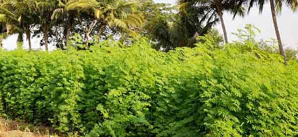 நீங்கள் கேட்டவை : மானாவாரியில் தீவனப் பயிர்களை சாகுபடி செய்ய முடியுமா ?