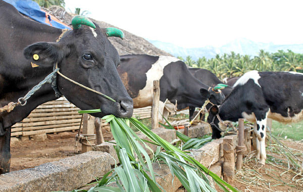 நீங்கள் கேட்டவை: விளைச்சலைக் கூட்டும் அரப்பு மோர் கரைசல்!