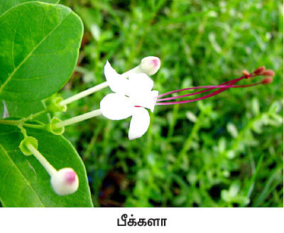 நீங்கள் கேட்டவை: ‘‘சின்ன வெங்காயத்தை சேமிப்பது எப்படி?