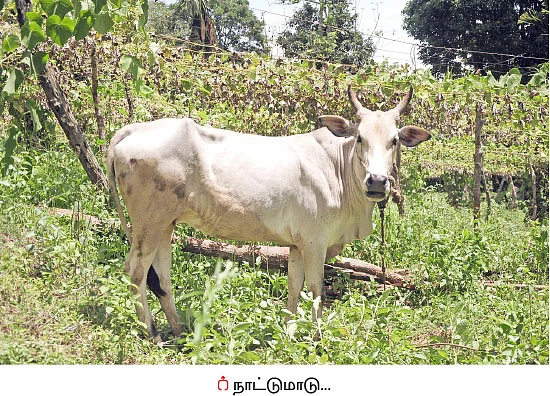 வாரம் 25 ஆயிரம் ரூபாய்.... மலைவாழை, கத்திரி, மிளகாய், கீரைகள்...