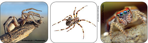 மாயா டீச்சரின் மந்திரக் கம்பளம்