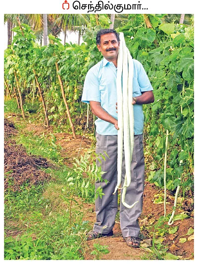 ஒரு ஏக்கரில் ரூ.3,20,000... பட்டையை கிளப்பும் பந்தல் காய்கறிகள்!