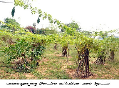 காலி இடங்களிலெல்லாம் காய்கறிகள்..!