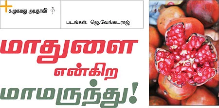 மாதுளை என்கிற மாமருந்து