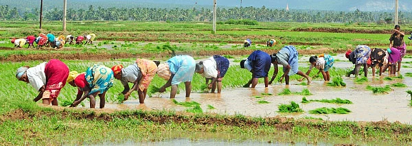 உஷார்...! உஷார்...! பூச்சி, நோய் பரவுது...!