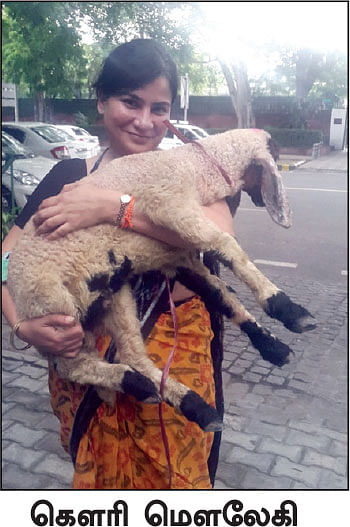 மாட்டிறைச்சி விவகாரம்... கோர்ட் சொன்னது ஒன்று... அரசு செய்தது வேறொன்று!