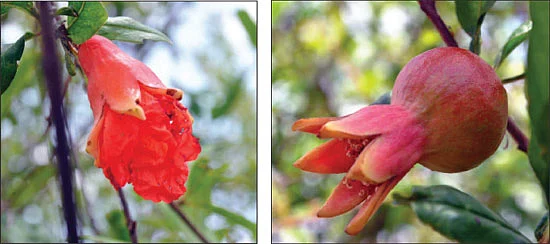 மாதுளை என்கிற மாமருந்து