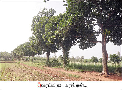 அன்று கல்லுக்கொல்லை... இன்று நெல்லுக்கொல்லை! - வீணான நிலம் விளைநிலமான கதை