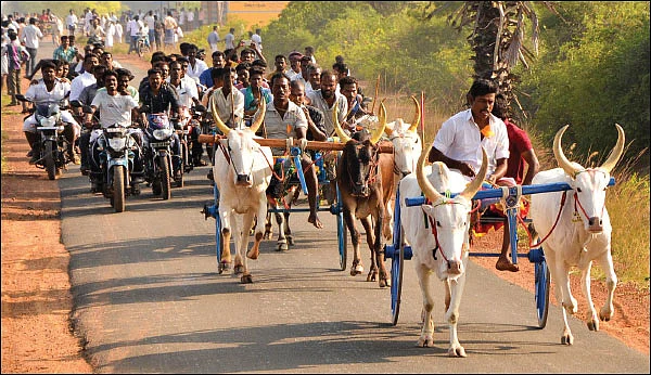 நல்ல உழவு மாடுதான் ரேஸ்ல ஜெயிக்கும்!