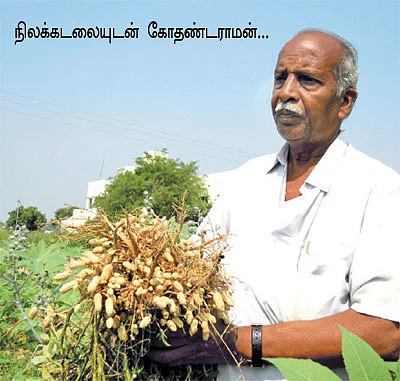 கலங்க விடாத கடலை....அள்ளிக்கொடுக்கும் ஆமணக்கு....
