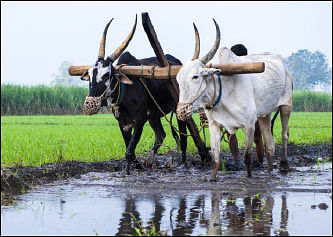 விவசாயக் கடன் தள்ளுபடி... நிரந்தரத் தீர்வு தருமா?