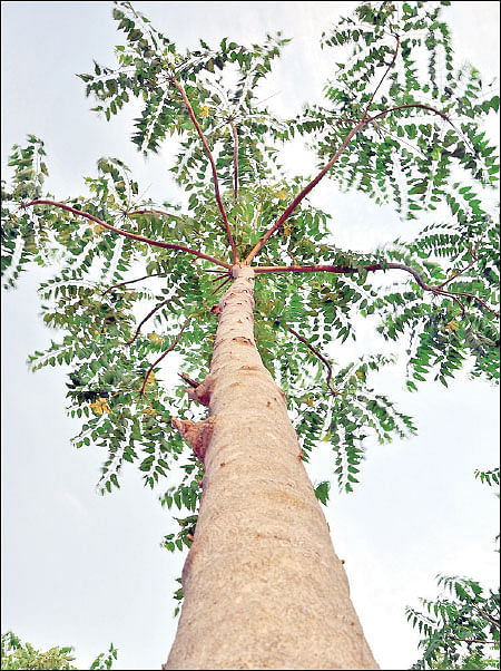 மரம் செய விரும்பு! - 12 - தீக்குச்சியாகும் பெருமரம்... 4 ஆண்டுகளில் நல்ல வருமானம்!