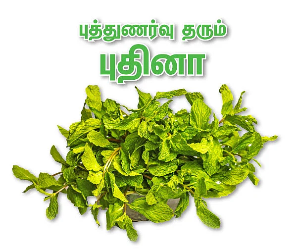 புத்துணர்வு தரும் புதினா