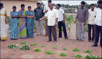 பாடம் படிக்கும் மாடிச் செடிகள் !