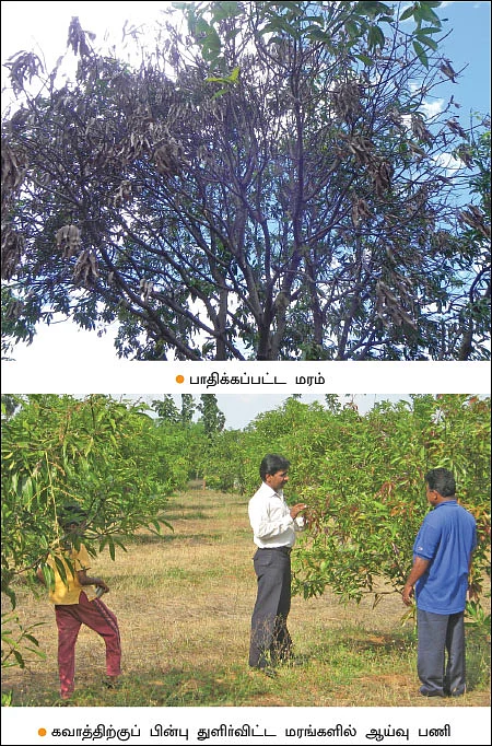 ஏன்... ஏன்? தெரிவோம்... தெளிவோம்! - 6 - மா... கவனிக்க வேண்டியவை எவை?