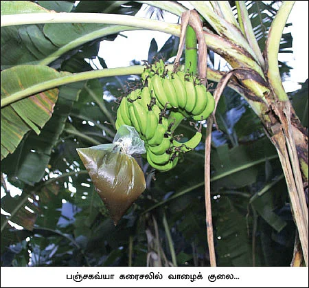 ஓய்வுபெற்ற ஆசிரியர்களின் ஒப்பற்ற விவசாயம்!