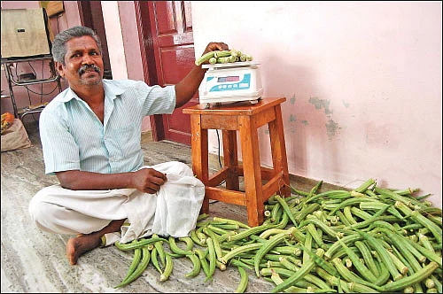 அரை ஏக்கர்... 150 நாள்கள்... ரூ. 60 ஆயிரம் லாபம்! - அள்ளிக்கொடுக்கும் ஆனைக்கொம்பன் வெண்டை!