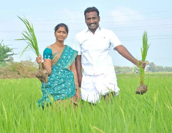 விருது வாங்கிக் கொடுத்த ஒற்றை நாற்று நடவு!