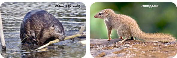 மாயா டீச்சரின் மந்திரக் கம்பளம்