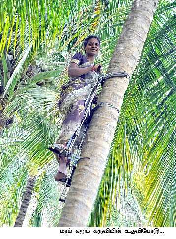 பஞ்சத்தில் கைகொடுக்கும் தென்னை நண்பர்கள்...