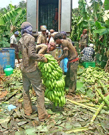கிலோ 4 ரூபாய்... வரலாறு காணாத விலை வீழ்ச்சி...