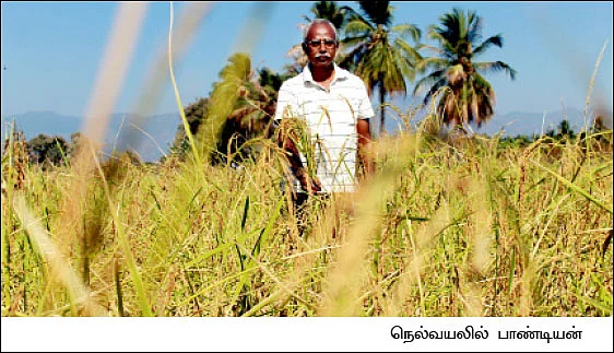 'வீரிய'த்தை விஞ்சும் 'பாரம்பரியம்'... மகத்தான மகசூல் தரும் மாப்பிள்ளைச் சம்பா!