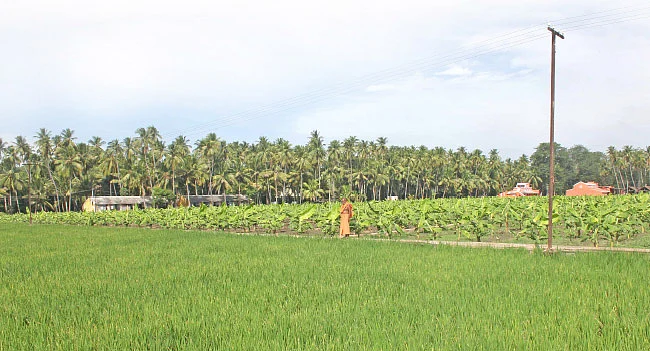 நெல், வாழை, தென்னை, கால்நடை... தபோவனத்தில் தழைக்கும் விவசாயம்!
