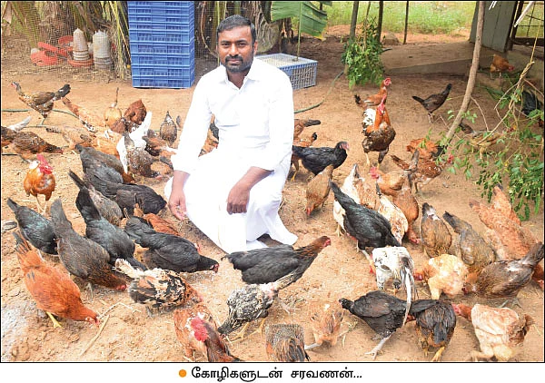 கருங்கோழிகள்... - குஞ்சுகளாக விற்பனை செய்தால் கூடுதல் லாபம்!