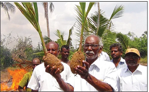 பாதிப்பு ஒரு கோடி தென்னை மரங்கள்... இழப்பீடு 52 லட்சம் மரங்களுக்கு மட்டுமே!