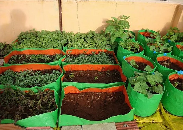 மாடி வீட்டுத் தோட்டம்... மர்மத்தை விளக்குமா அரசு?