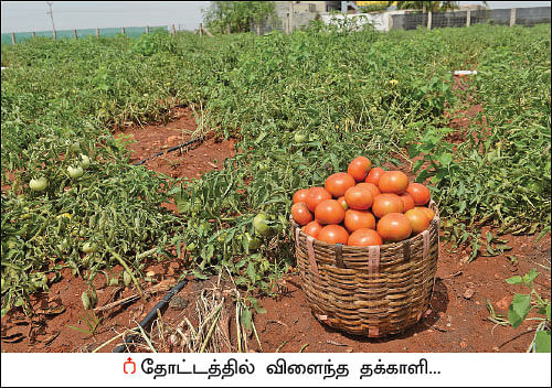 அரை ஏக்கர்... 130 நாள்கள்... ரூ 2 லட்சத்து 60 ஆயிரம் லாபம்!