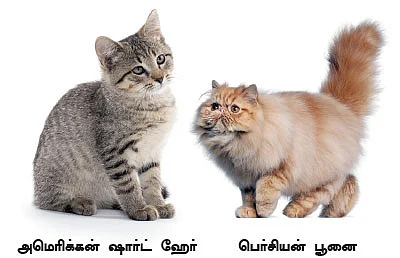 மியாவ் மியாவ் செல்லக்குட்டி
