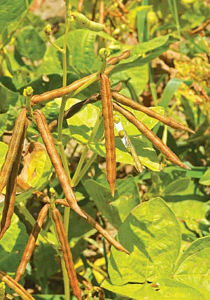 தண்டோரா