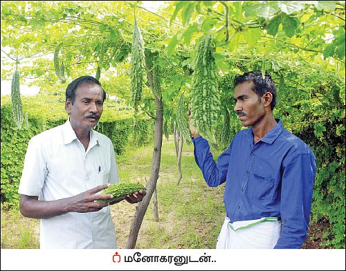 பங்கமில்லாமல் வருமானம் கொடுக்கும் பாகல்!