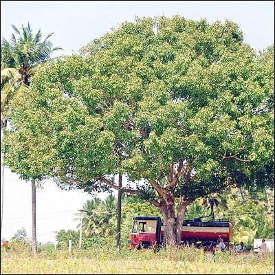 மரம் செய விரும்பு! - உயிர்க்காற்று இலவசம்... ஆரோக்கியம் தரும் அரச மரம்!