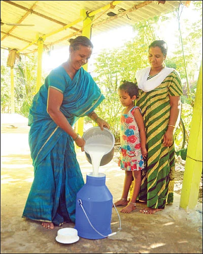 பால் கொடுக்கும் ‘பலே’ வருமானம்! - உழவர்களை உயர்த்தும் உற்பத்தியாளர் நிறுவனம்!