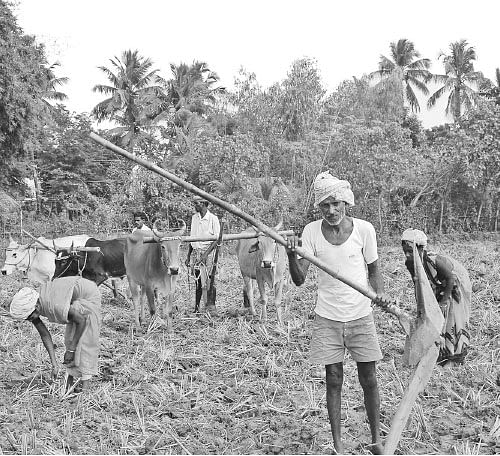மண்ணுக்கு மரியாதை! - 05