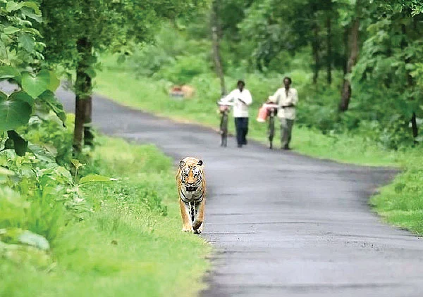 வலைபாயுதே