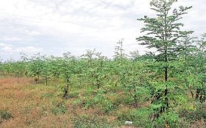நீங்கள் கேட்டவை 