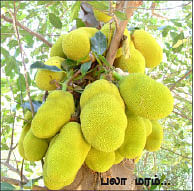 மாயா டீச்சரின் மந்திரக் கம்பளம்!