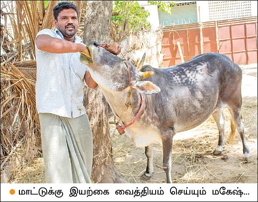 கால்நடைகளைத் தாக்கும் வெப்ப நோய்கள்... கைகொடுக்கும் பாரம்பர்ய மருத்துவம்!
