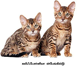மியாவ் மியாவ் செல்லக்குட்டி