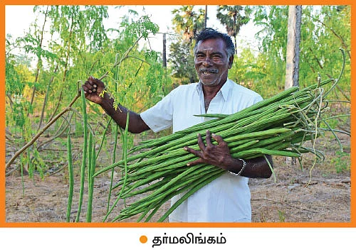 குஷியான வருமானம் கொடுக்கும் குருஷ் முருங்கை... ஆண்டுக்கு ரூ. 19,80,000 லாபம்!