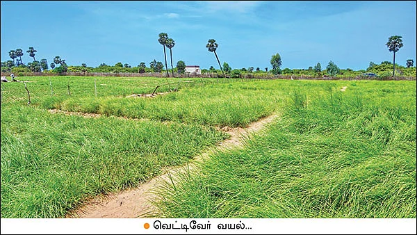 ‘‘வெட்டிவேர், ஏக்கருக்கு ரூ 2 லட்சம் லாபம் தரும்!”