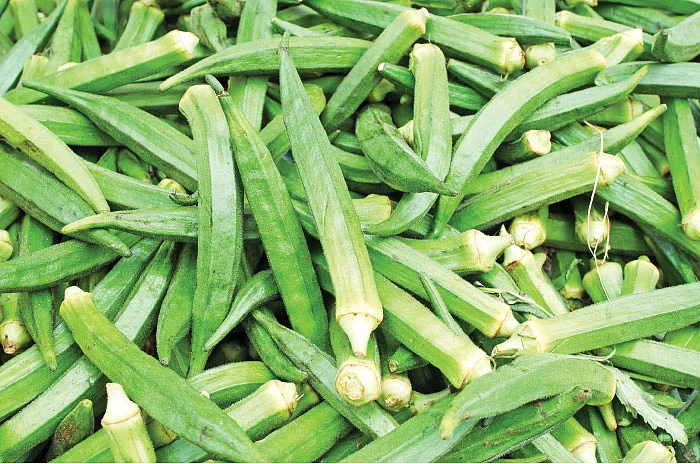 வெண்டைக்காய்... மகசூலைக் கூட்டும் மந்திரங்கள்!