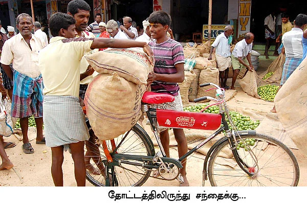 தினசரி வருமானத்துக்கு 'நாட்டு’ எலுமிச்சை...