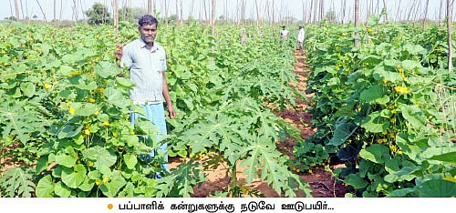 ஏக்கருக்கு 3 லட்சத்து 40 ஆயிரம் ரூபாய் லாபம்... பழுதில்லாமல் லாபம் கொடுக்கும் பப்பாளி!