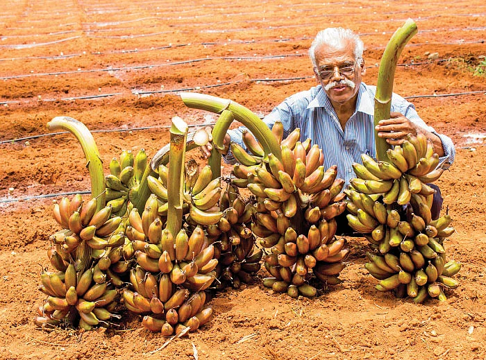 ஒரு ஏக்கர்... ரூ.4 லட்சம்... செழிப்பான லாபம் கொடுக்கும் செவ்வாழை!