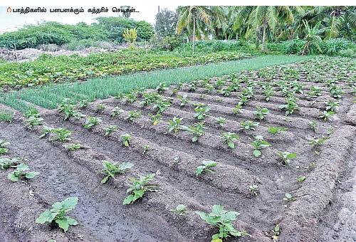 5 ஏக்கர் நிலம்... ரூ. 6 லட்சம் வருமானம் - கீரை, காய்கறிகள், வாழை, தென்னை...