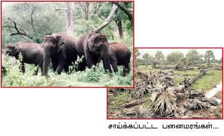அதகள யானைகள்... 